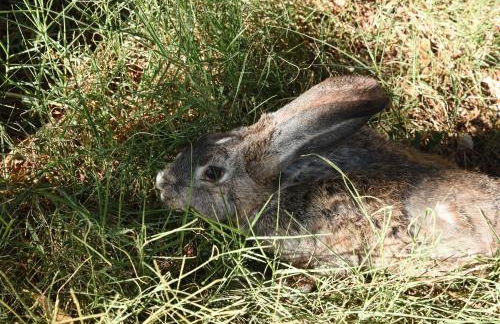 Farm stay Il Carro del Colle - Foto 14