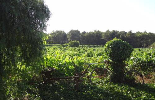 Agroturismo Sa Vinya d'en Palerm - Foto 89