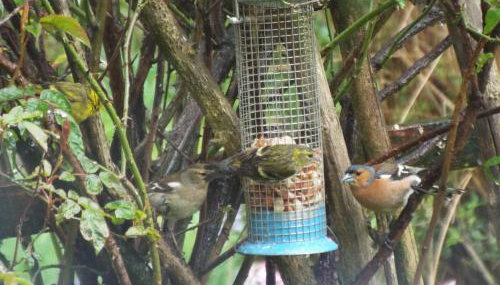 Tomnagairn Cottage - Foto 3