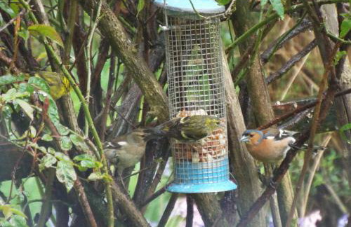 Tomnagairn Cottage - Foto 3