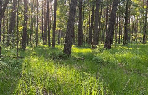 Zielono Mi! Dom przy Puszczy Kampinoskiej - Foto 45