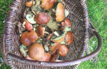 Ferienhaus Am Dombogen - BARRIEREFREI - 2 Schlafzimmer ab 3 Personen - mindestens 3 Nächte Aufenthalt - Foto 61