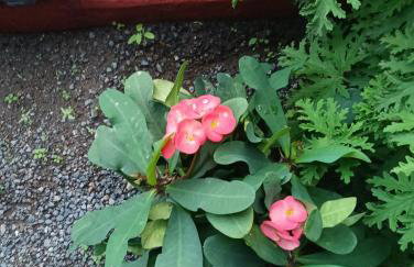 CASA GRANDE FINCA EL CALABRES - Foto 38