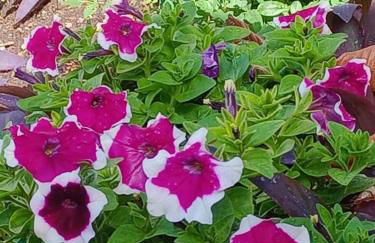 Casa Carlota - Foto 23