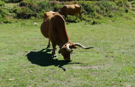 Casa de Ladreda - Foto 49