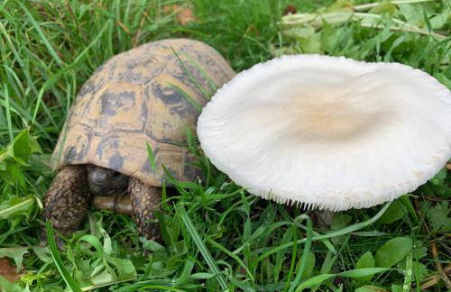 Himmelreich Rügen - Foto 53