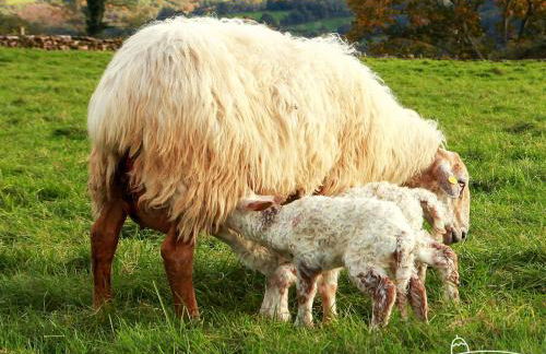 Apartamento Larrazu Agroturismo Baztán - Foto 59