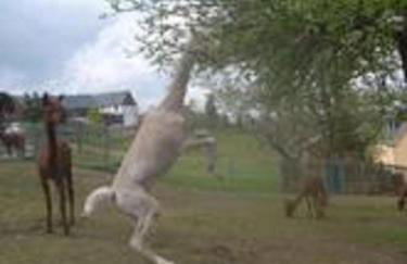 Ferienhaus Alpaka Glück - Foto 47