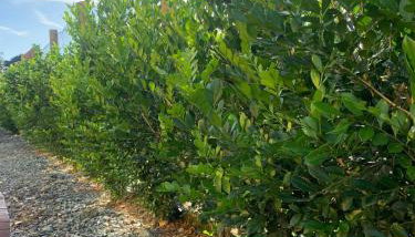 Casa com Piscina para Casais ou Familias - Foto 5