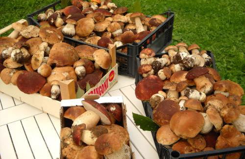 La Casa del Sarto - FedericoFarm - Foto 38