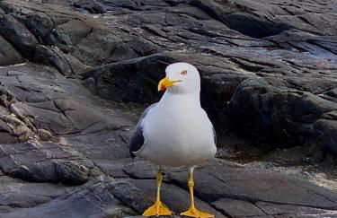 Villetta Esclusiva sulla Spiaggia della Pelosa - Foto 52