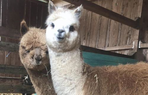 le Mas de la Jardine - Foto 9