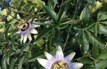 The Mendip is on cheddar bridge Apartments - Foto 28