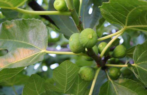 Villa Amaryllis - Photo 36