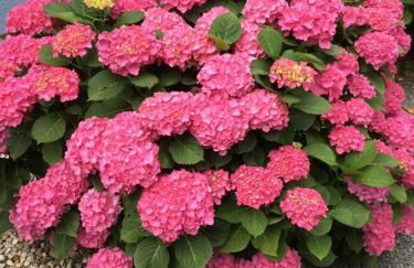 Das blaue Haus - Foto 15