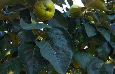 Apartman Garma - Photo 28