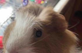 Ruby's Retreat! Farm Stay! North devon! Sleeps 6! Beaches Exmoor! - Foto 54