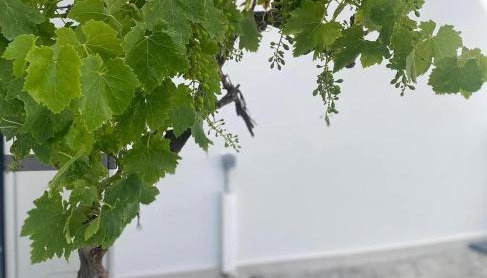 Amarynthos Maisonettes - Foto 5