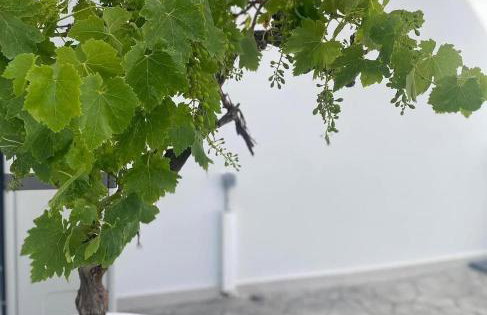 Amarynthos Maisonettes - Photo 5