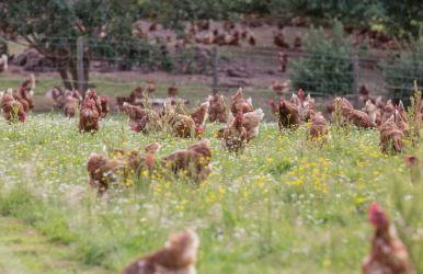 Silver Springs Farm Lodge - Foto 24