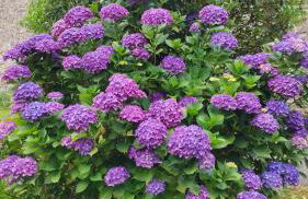 Gîte Lann Er Viline - Foto 58