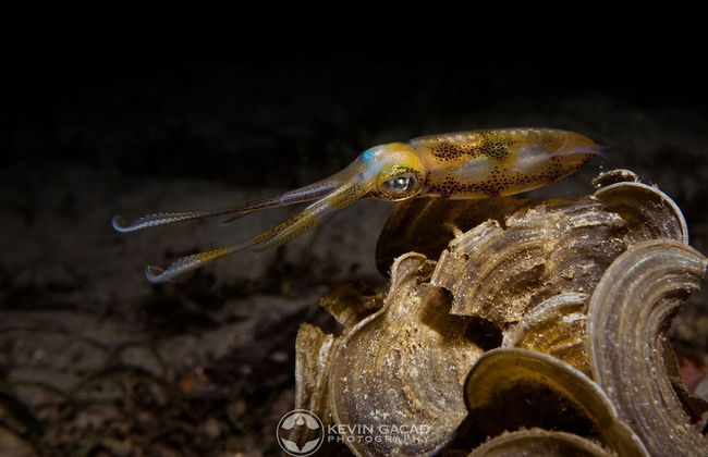 BADLADZ Staycation Condos - Foto 59