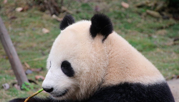 Full Day Chengdu Panda Breeding Center and Leshan Grand Buddha - Private - Photo 2