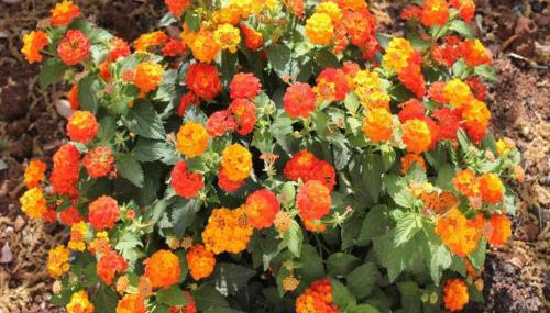 Tranquil Villa in Apulia - Foto 2