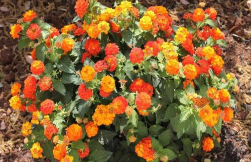 Tranquil Villa in Apulia - Foto 2