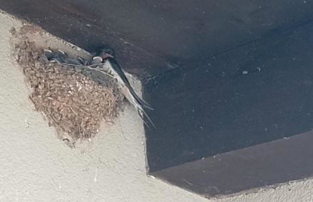 Haus Stepcich - Foto 37