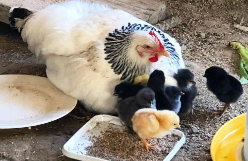 Gîte à la Ferme de Verdurette Cordes-sur-Ciel - Foto 36