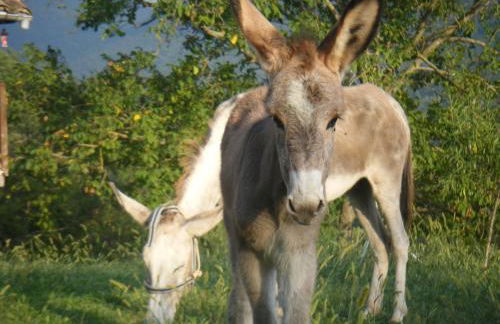 El Molí d'en Solà-Allotjaments rurals - Foto 27
