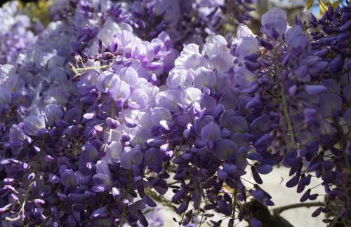 Character 2 double bedroom cottage in Shaftesbury - Foto 42