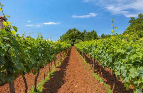 Holiday Home Ana by Interhome - Foto 34