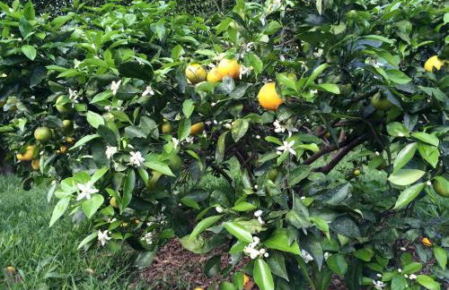 Quinta de Santa Clara - Photo 85