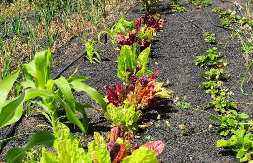 Casa Angeles 2 - Foto 26