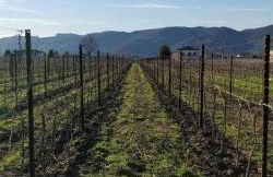 Agriturismo L'Albara - Wines, Pool & SPA - Foto 75