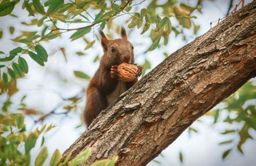 Ferienhaus-am-Walnussbaum - Foto 1
