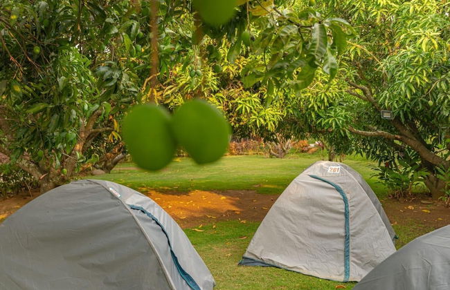 Q Mango Resort - Foto 7