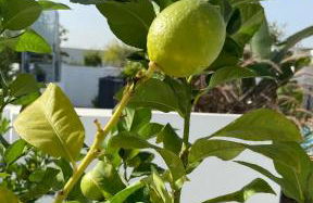 Villa Playa de Turmalina - Denia El Verger - Foto 11