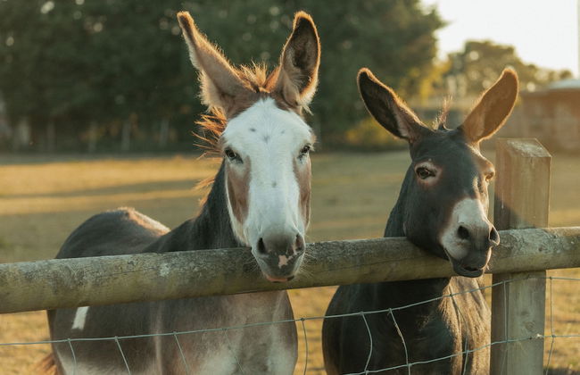 Glamping in Wiltshire the Green Knoll is a Charm - Foto 20
