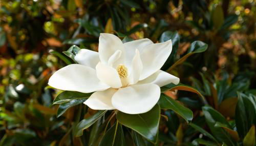 Borghese Magnolia Suite - Foto 3, Garden view