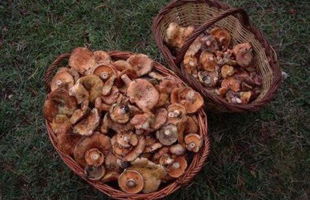 Casa Plana - Foto 26