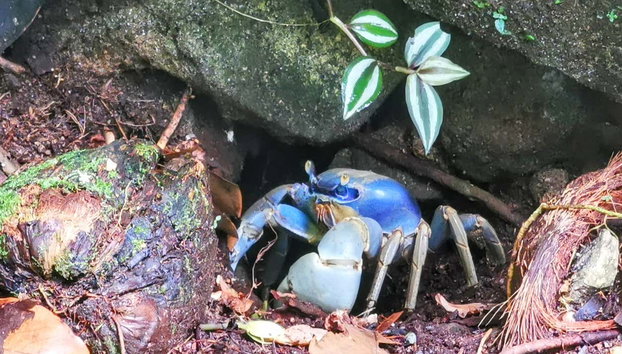 Tour por Abraão, la playa Preta y el Acueducto de Ilha Grande - Foto 4, Un cangrejo azul