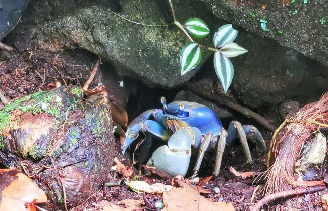 Tour por Abraão, la playa Preta y el Acueducto de Ilha Grande - Foto 7