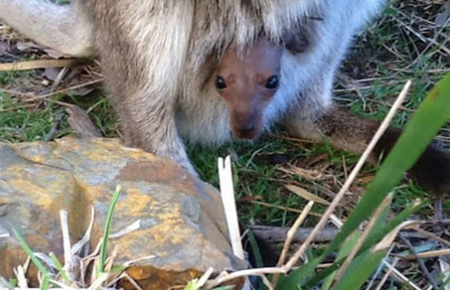 Lumera Chalets - Photo 16