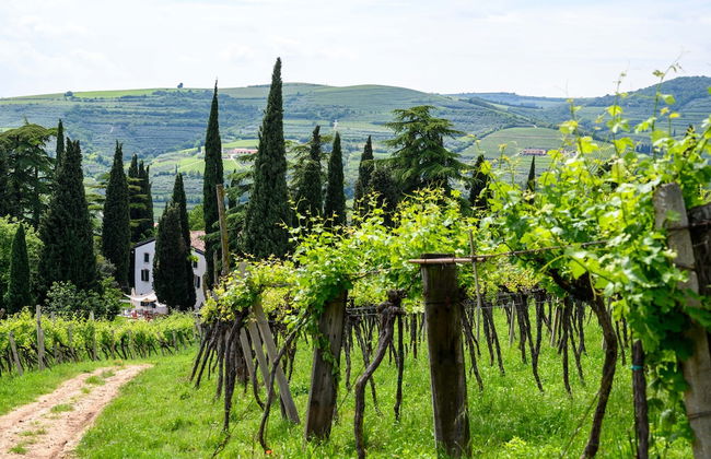 Massimago Wine Relais - Foto 28