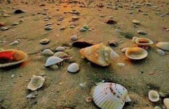 FLECHEIRAS ATLANTICO - Foto 52