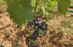 Quinta dos Padrinhos - Suites in the Heart of the Douro - Foto 19