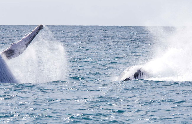 Avistamiento de ballenas en la isla de Boipeba - Foto 1